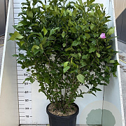 Hibiscus syr. 'Woodbridge' 100-125 cm 20L