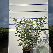 Hydrangea pan. Vanille-Fraise 100-125 cm 20L