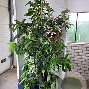 Hydrangea villosa 150-175 cm 20L