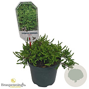 Juniperus comm. 'Repanda' 20-25 cm 2,0L