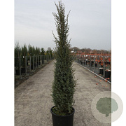 Juniperus comm. 'Sentinel' 175-200 cm cont. 110L