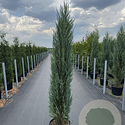 Juniperus s. 'Blue Arrow' 150-175 cm 20L