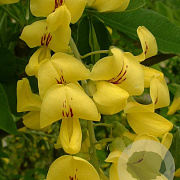 Laburnum wat. 'Fastigiata' 125-150 cm 20L