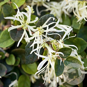 Loropetalum c. Carolina Moonlight 100-125 cm 35L