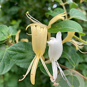 Lonicera jap. 'Hall's Prolific' 200-250 cm 20L 3 stok