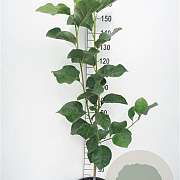 Magnolia Black Tulip 150-175 cm 20L