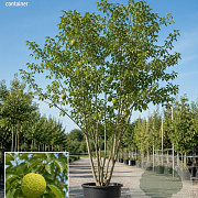 Maclura pomifera 'Cannonball' 300-350 cm cont. 80L
