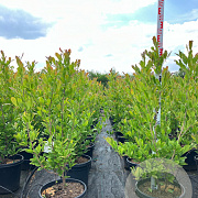 Magnolia stellata 100-125 cm 20L