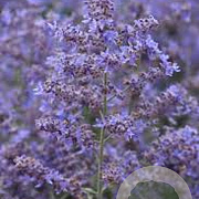 Perovskia atripl. 'Bluesette' 30-40 cm 3,0L