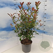 Photinia fraseri Carré Rouge 80-100 cm 10L