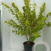 Physocarpus opulif. 'Dart's Gold' 100-125 cm 20L