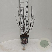 Physocarpus opulif. Diable d'Or 30-40 cm 3,0L