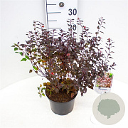 Physocarpus opulif. Little Joker 30-40 cm 3,0L