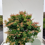 Pieris japonica 30-40 cm 5,0L struik