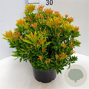 Pieris jap. 'Purity' 30-40 cm 5,0L struik