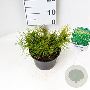 Pinus mugo mugo 20-25 cm 2,0L