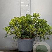Pittosporum tob. 'Nanum' 30-40 cm 7,5L