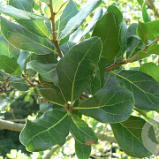 Quercus myrtifolia 200-250 cm cont. 130L