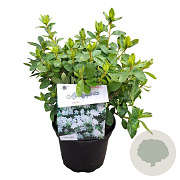 Rhododendron (AJ) 'Adonis' 20-25 cm 2,0L