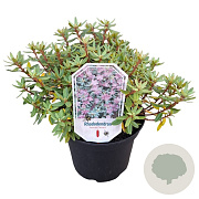 Rhododendron 'Arends Favorit' 25-30 cm 3,5L