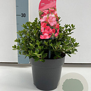 Rhododendron (AJ) 'Anouk' 20-25 cm 2,0L