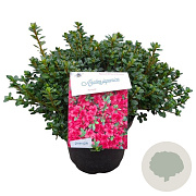 Rhododendron (AJ) 'Anouk' 25-30 cm 4,0L