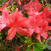 Rhododendron (AJ) 'Addy Wery' 25-30 cm 4,0L