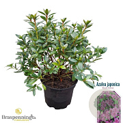 Rhododendron (AJ) 'Blue Danube' 20-25 cm 2,0L