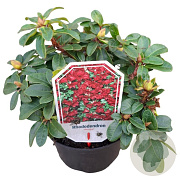 Rhododendron (F) 'Bengal' 25-30 cm 3,5L
