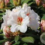 Rhododendron (Y) 'Bohl. Snow Fire' 30 cm 5,0L