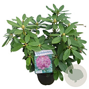 Rhododendron 'Catawb. Grandiflorum' 30-40 cm 5,0L struik