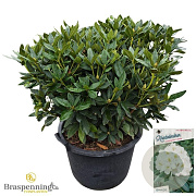 Rhododendron 'Cunningham's White' 80-100 cm cont. 80L