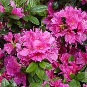 Rhododendron (AJ) 'Fumiko' 20-25 cm 2,0L
