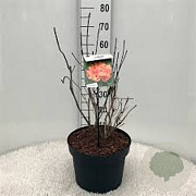 Rhododendron (AM) 'H.H. Witte' 40 cm 5,0L