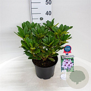 Rhododendron 'Hachmann's Metallica' 30-40 cm 5,0L struik