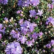 Rhododendron impeditum 30 cm 5,0L