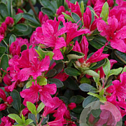 Rhododendron (AJ) 'Kazuko' 30-40 cm 4,0L