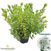 Rhododendron (AJ) 'Mémé' 25-30 cm 4,0L