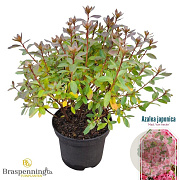 Rhododendron (AJ) 'Mad. van Hecke' 20-25 cm 2,0L