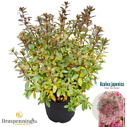 Rhododendron (AJ) 'Mad. van Hecke' 25-30 cm 4,0L