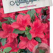 Rhododendron (AJ) 'Moederkensdag' 50-60 cm 20L