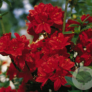 Rhododendron 'Nabucco' 20-25 cm 3,0L
