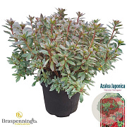 Rhododendron (AZ) 'Hot Shot Var.' 40-50 cm 10L