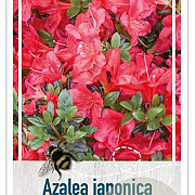 Rhododendron (AJ) 'Maruschka' 20-25 cm 2,0L