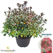 Rhododendron (AJ) 'Maruschka' 25-30 cm 4,0L