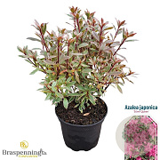 Rhododendron (AJ) 'Silver Queen' 20-25 cm 2,0L