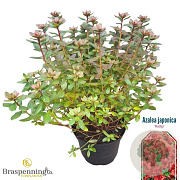 Rhododendron (AJ) 'Radja' 25-30 cm 4,0L