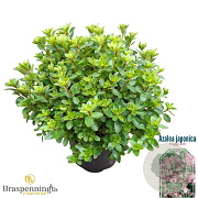 Rhododendron (AJ) 'Roehr's P. Ann' 25-30 cm 4,0L
