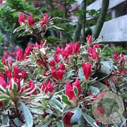 Rhododendron (AJ) 'Silver Sword' 25-30 cm 4,0L
