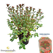 Rhododendron (AJ) 'Stewartstonian' 20-25 cm 2,0L